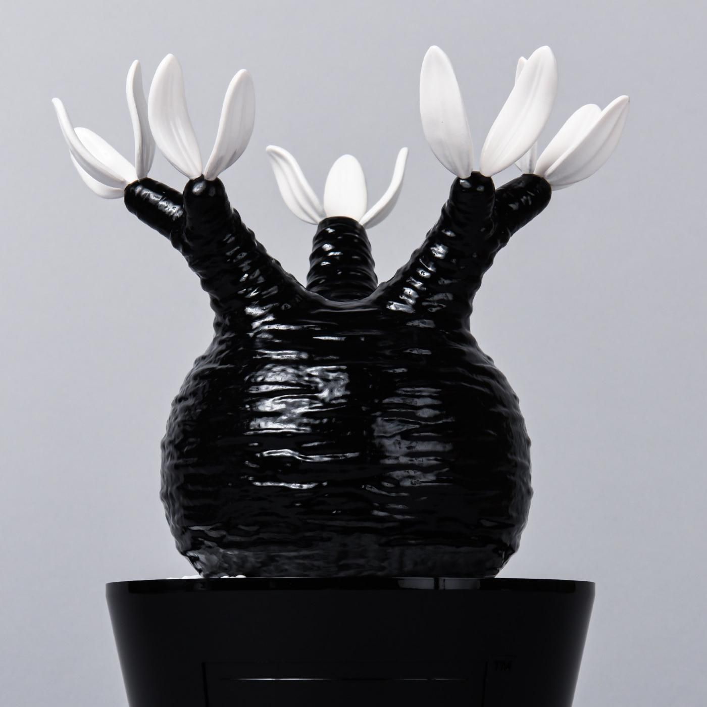 Pachypodium Gracilius gloss var. BLACK – BOTANIZE