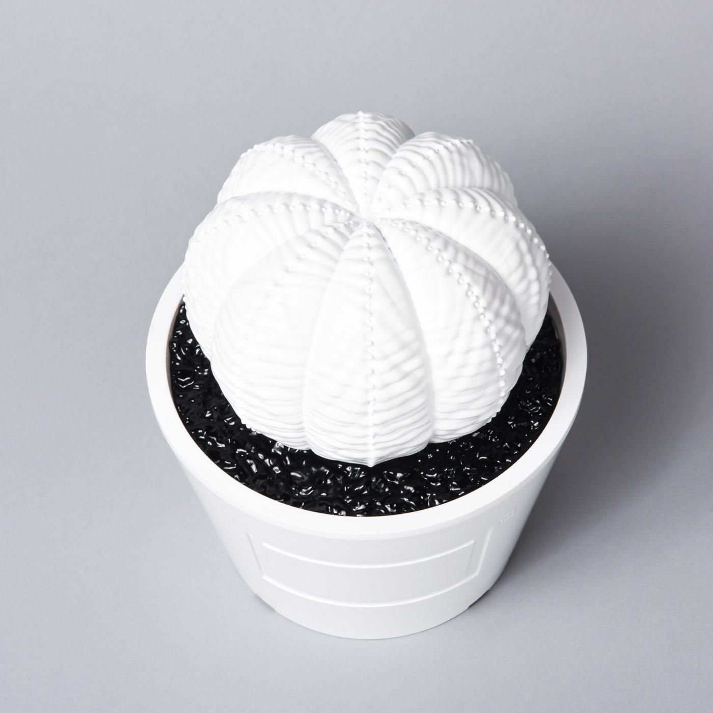 VCD Euphorbia obesa gloss var. WHITE – BOTANIZE