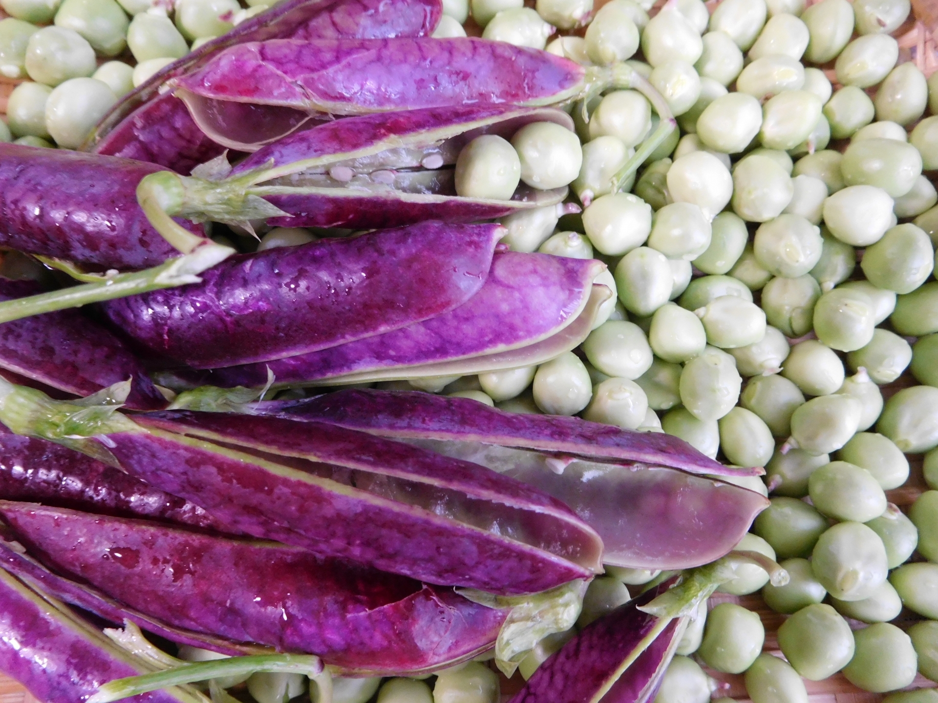 ツタンカーメン豆とは？紫のエンドウ豆の栽培方法や調理方法をご紹介