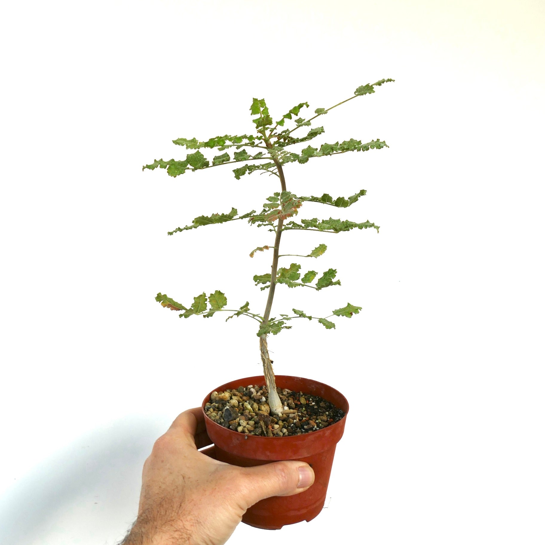 ボスウェリア・サクラ