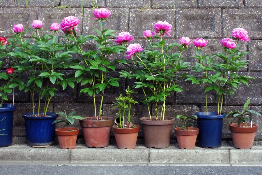芍薬 シャクヤク 芍薬 「フェスティバマキシマ」10号鉢 鉢植え 園芸