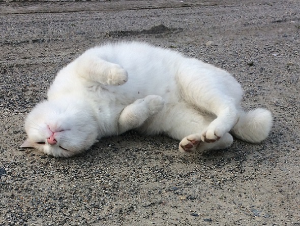 ごろごろ ごろん | サクラねこ名古屋