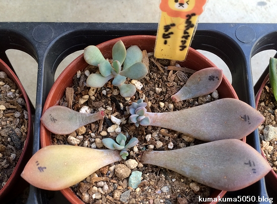 どんどん増える～楽しい葉挿し♪ - ガーデニング