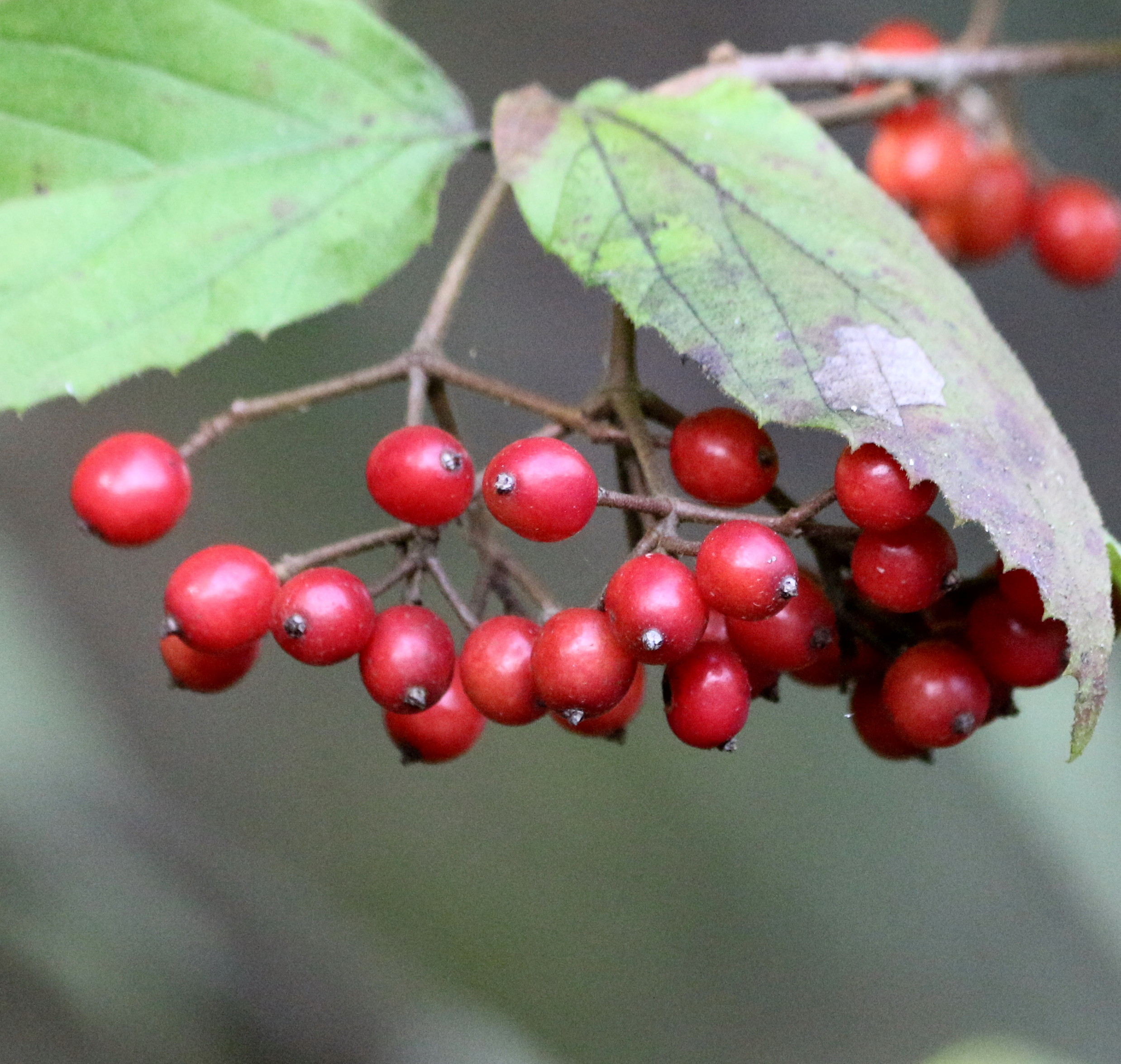 コバノガマズミ（実） | 海上の森自然アルバム