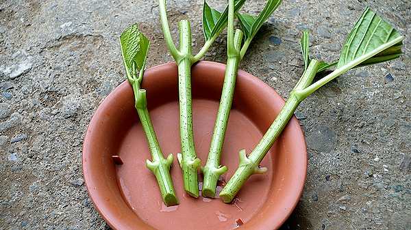 アジサイの挿し木：水挿し＆土挿し | 晴れ時々趣味の園芸