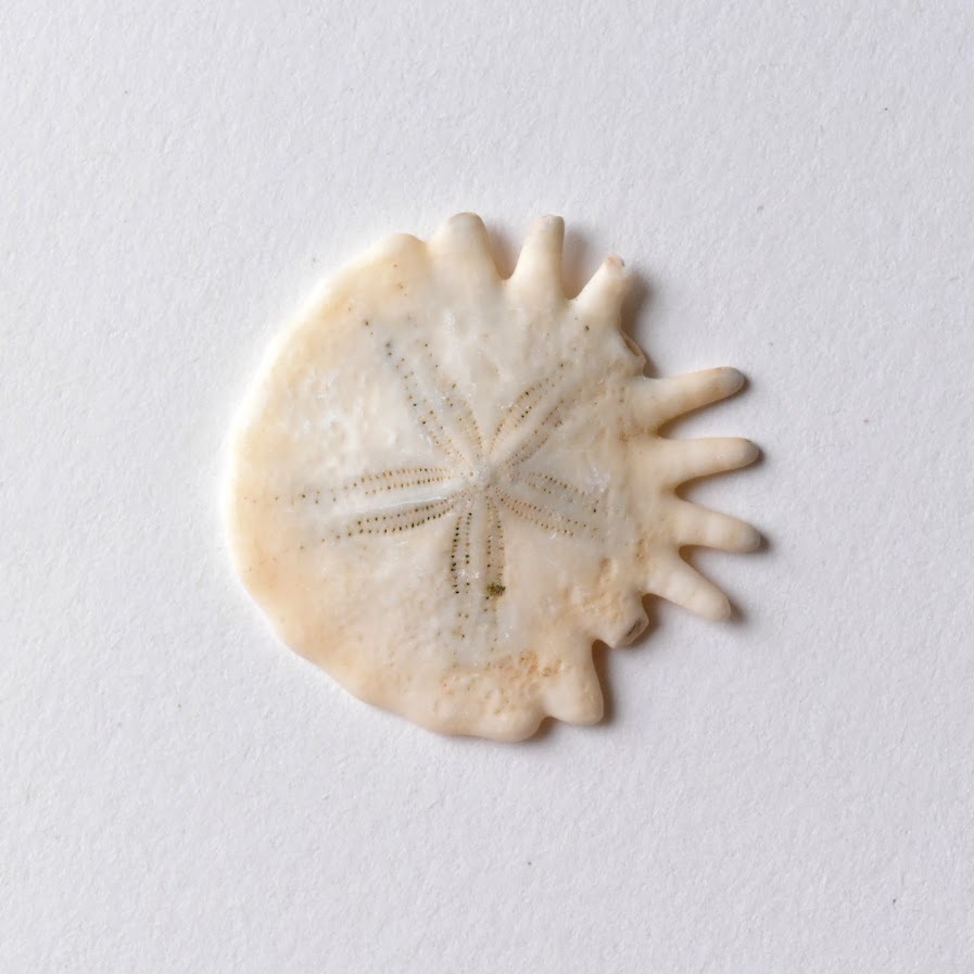 極小タコノマクラ棘皮動物 ウニ カシパン たこのまくら棘付き