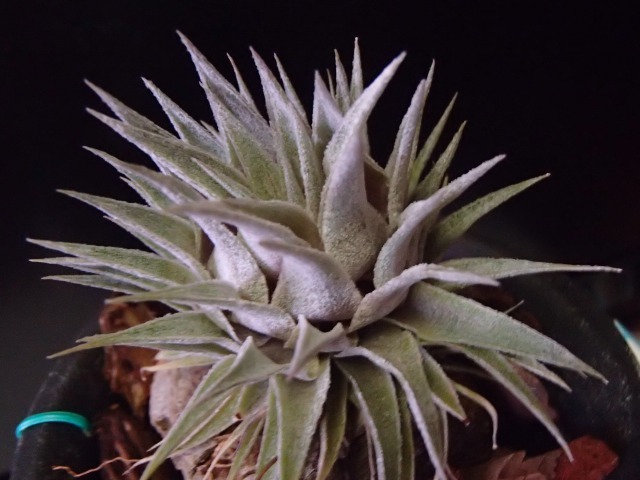 roseiflora ロゼイフローラ ついに此処まで、、 | チランジアに癒されて