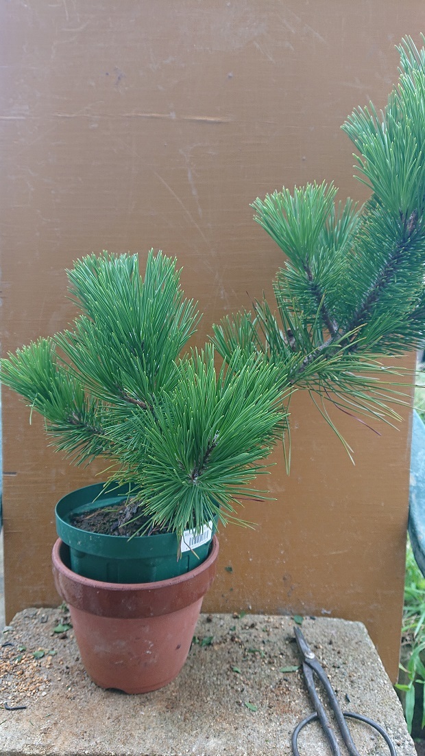 取り木中の黒松の方向づけと、実生黒松への曲入れ - 潮風盆栽記