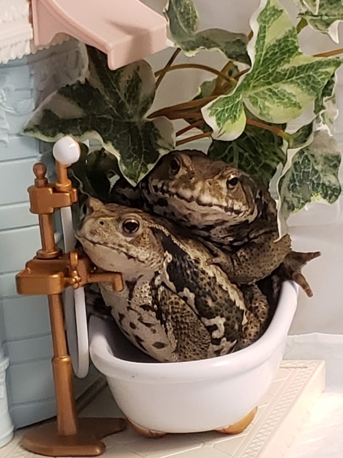 可愛い2段カエル - ヒキガエル脳炎