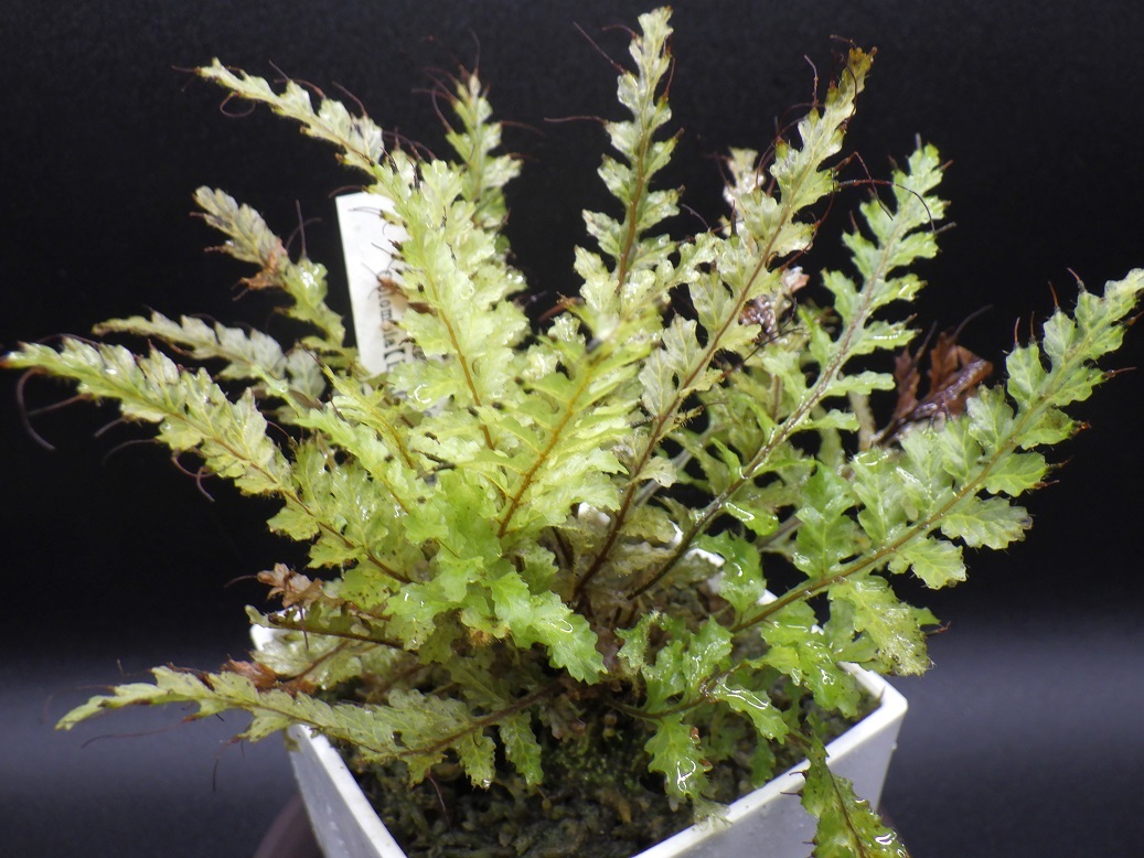 Trichomanes holopterum - シダ・コケシノブ・苔