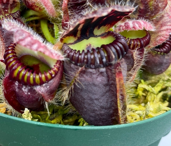 Cephalotus follicularis 'Eden Black' - セファロタス