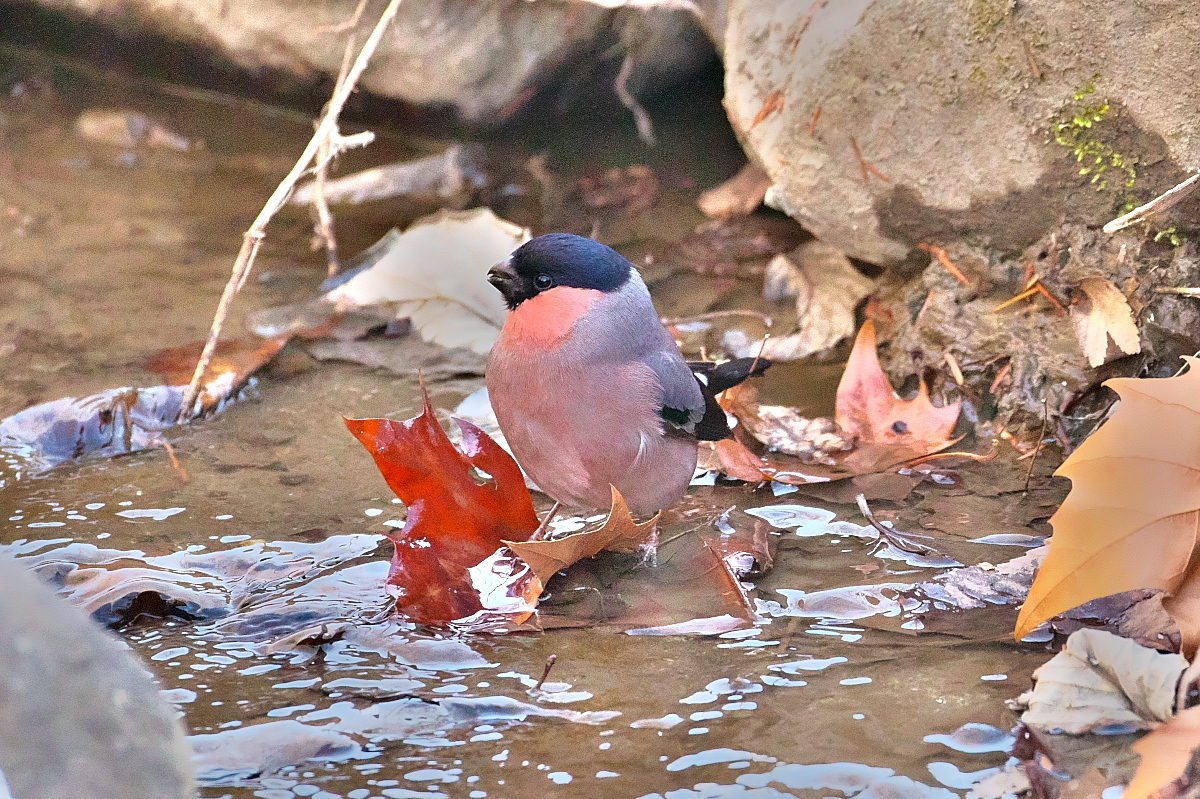 2025年秋からの鳥（38） | 散歩三昧
