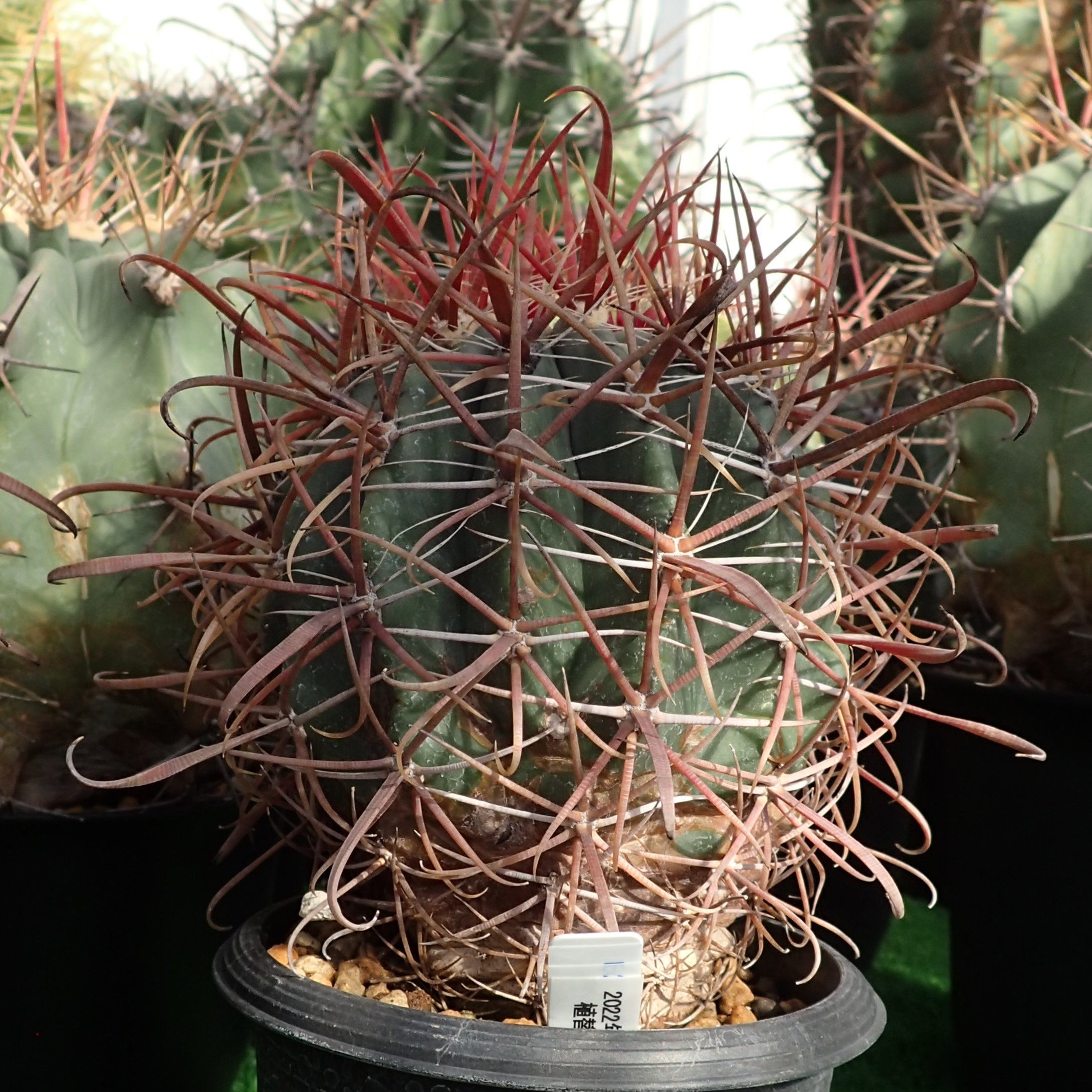 赤刺金冠竜 - アレオーレのブログ