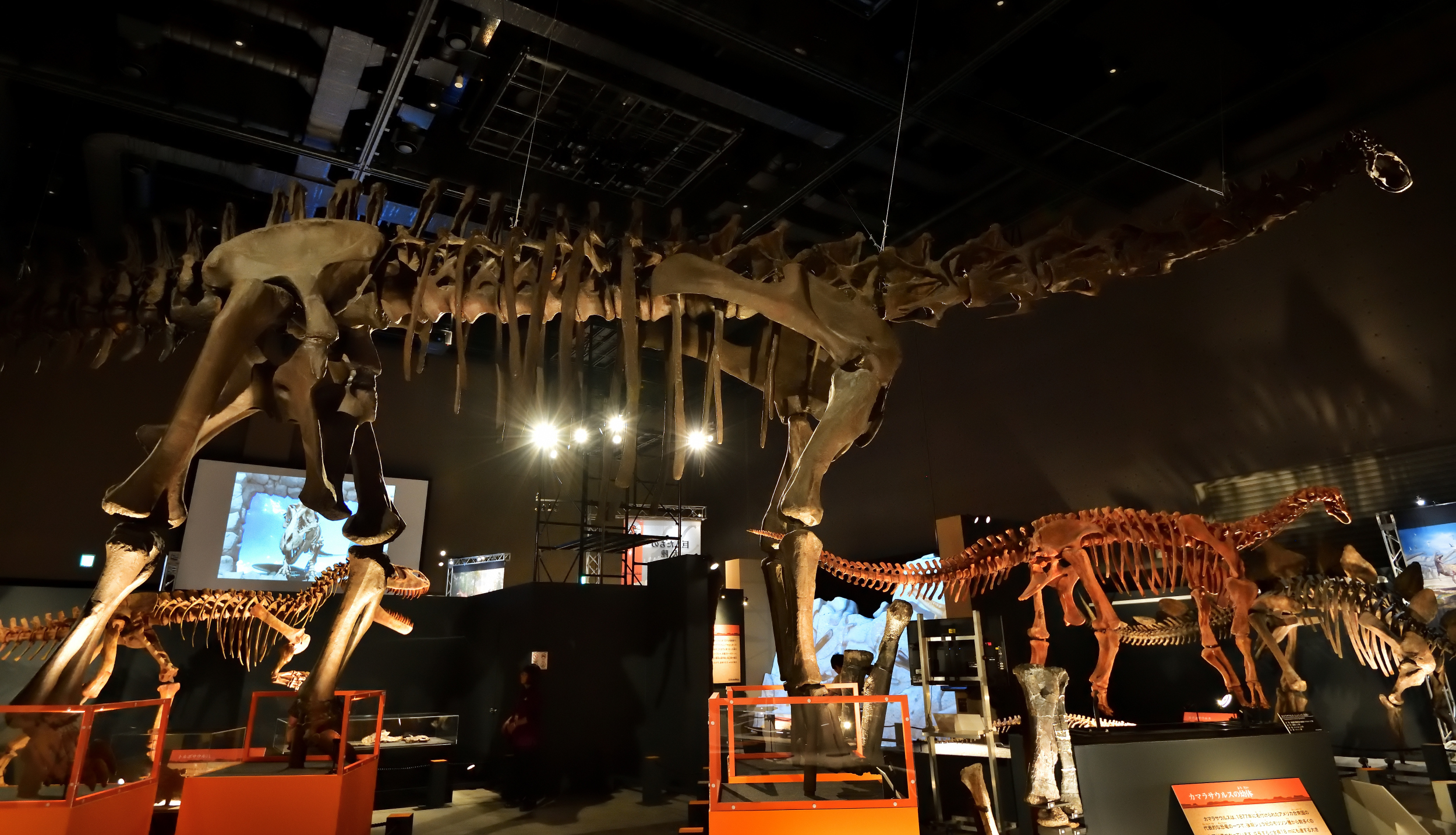 何億年の刻（とき）を超えて現代に現れた奇跡のブラック・ビューティー