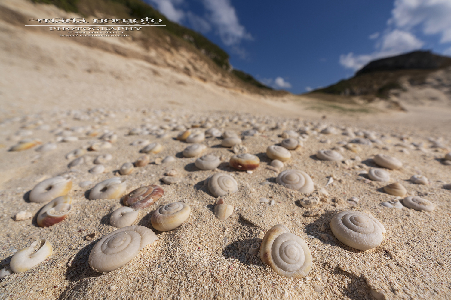 ヒロベソカタマイマイの半化石 Semi-fossil of Hirobeso-katamaimai
