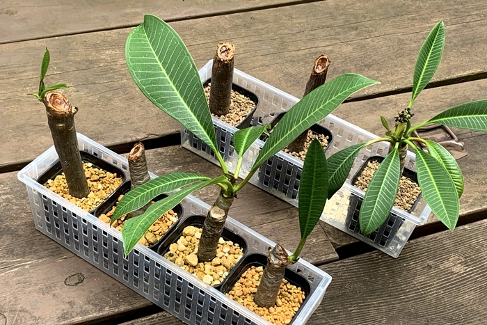 プルメリアの挿し木の土は．．． - まんぶろーぐ Vol.その3