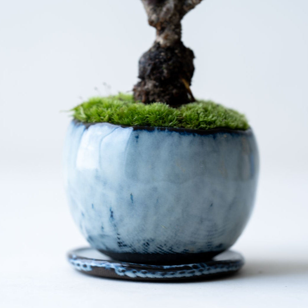 石木花 旭山桜（受け皿セット）ギフトにも最適なミニ盆栽 – By Emotion