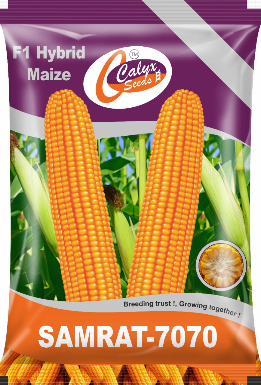 Maize F1 Hybrid: SAMRAT-7070 – Calyx Seeds