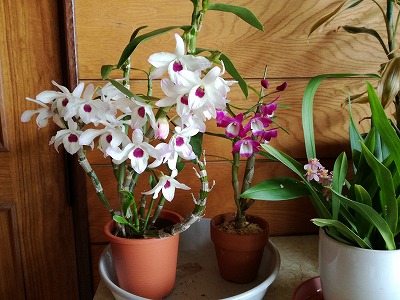 セッコク（長生蘭）／デンドロビウム – メモルンバ