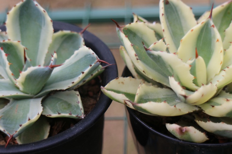 アガベを勉強中！ アガベ ナンバーワン 農大 巌流 厳竜 白鯨 姫厳竜と