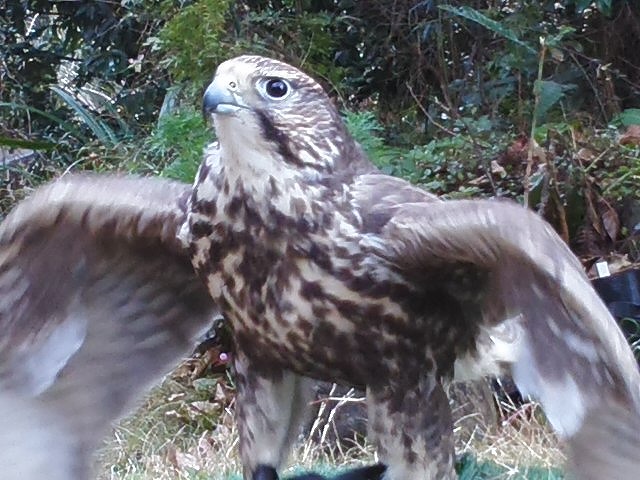 木を彫る楽しさ♪はじめてのバードカービング体験【女性に人気！】/鳥