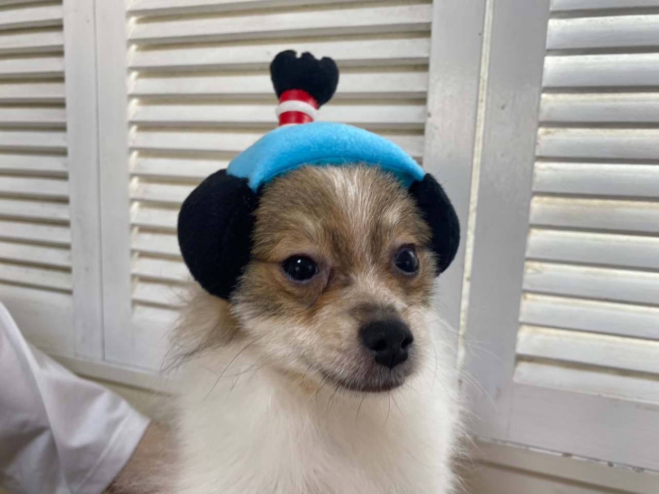 JR亀有駅 徒歩約15分】完全予約制の犬と遊べる家♪可愛いわんこたちが