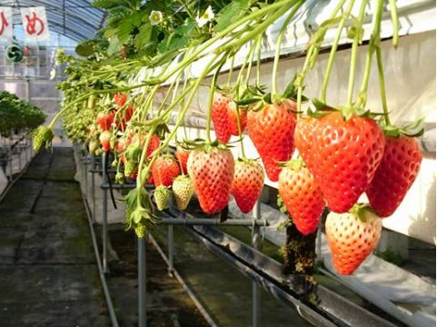 2026年＞山口市☆60分食べ放題！いちご狩り♪【1月～5月開催予定