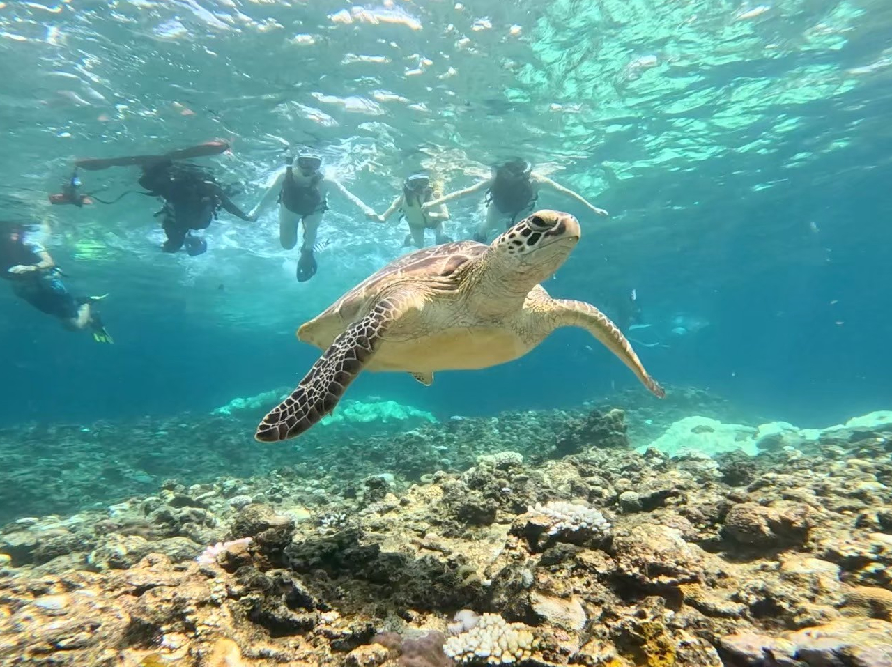 石垣島/1日貸切】絶景スポット巡り！川平湾クリアカヤックorクリア