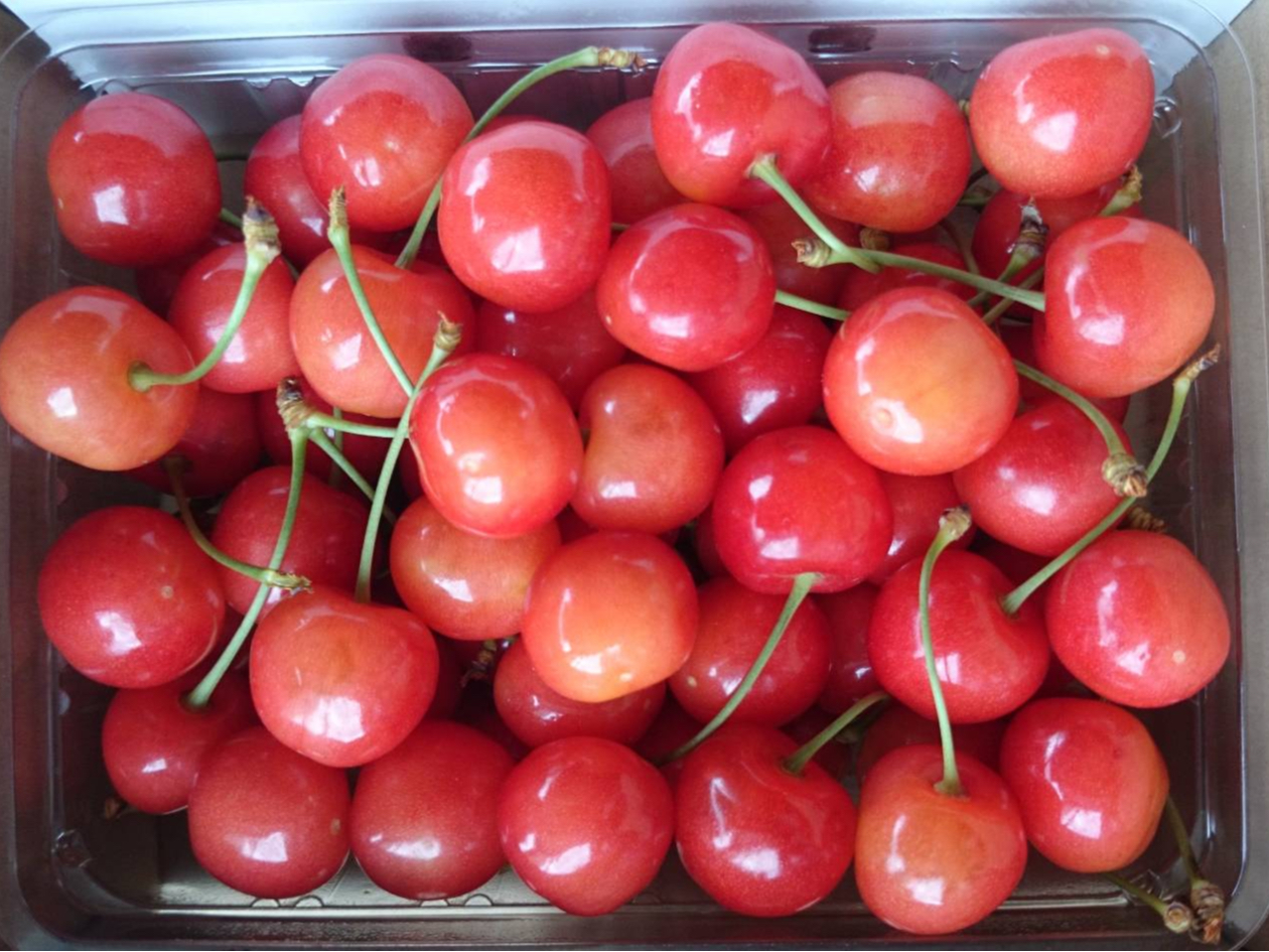 2026年6月開催予定！【じゃらん限定】《雨天OK》さくらんぼ40分食べ