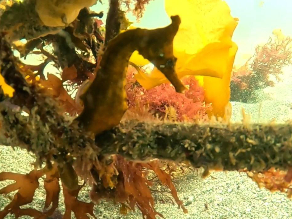 無料送迎付】神奈川で辰年の『タツノオトシゴ』に会いに行こう