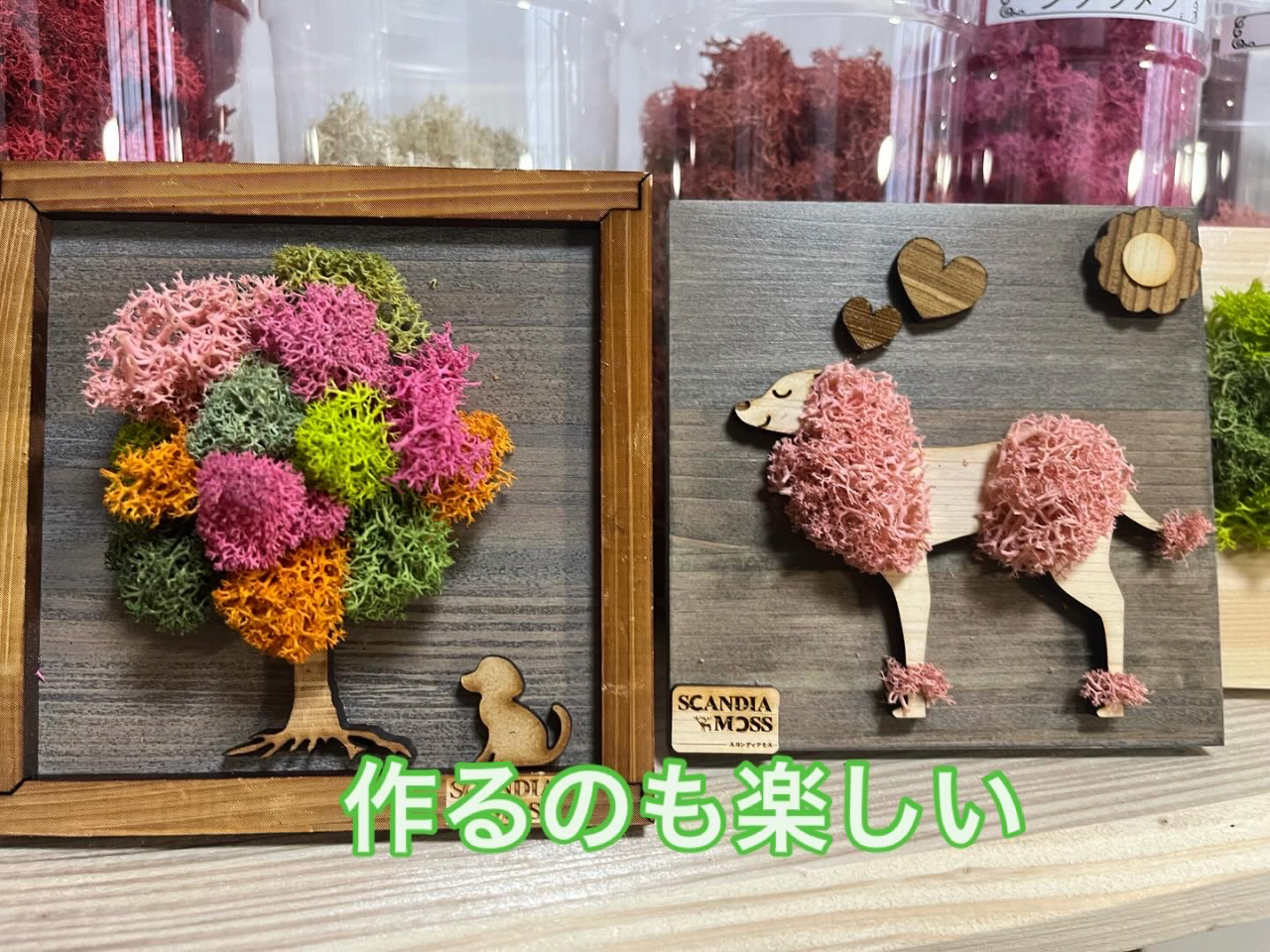 熊本県玉名市】苔玉とは違う？！新しい苔体験スカンディアモスアート