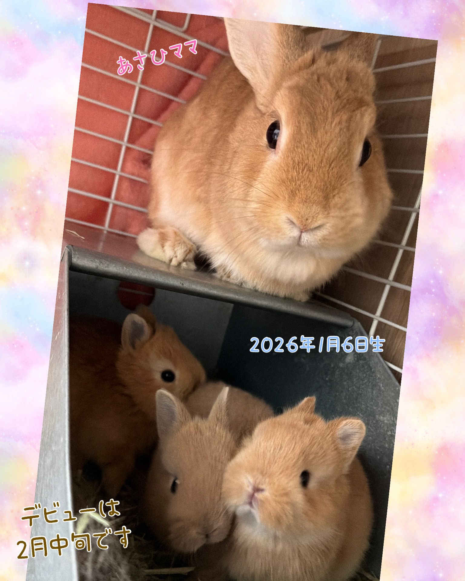 うさぎ生体販売 - 横須賀のうさぎ専門店ラビットハウスサニー