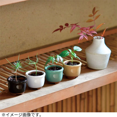 聖新陶芸 HACOMAME盆栽栽培セット GD965‐3 もみじ｜【ハンズネットストア】