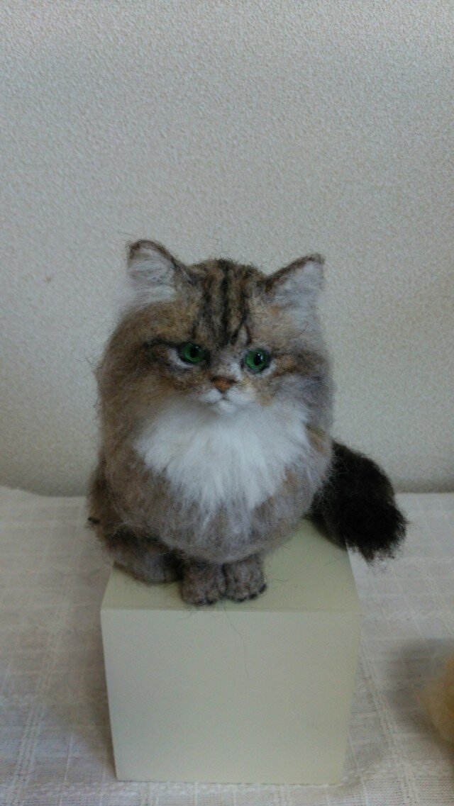 ペルシャ(チンチラゴールデン) | iichi 日々の暮らしを心地よくする