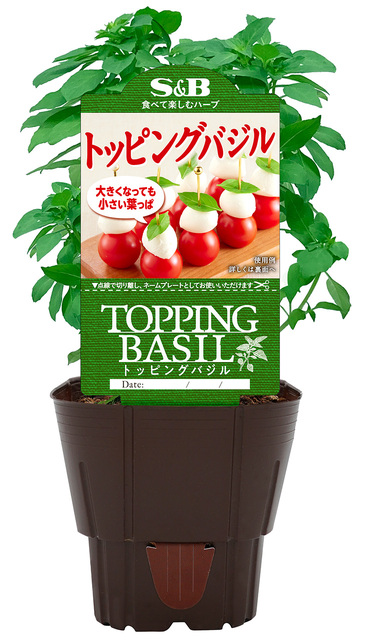 苗） トッピングバジル｜フレッシュハーブ・ハーブ苗｜エスビー食品