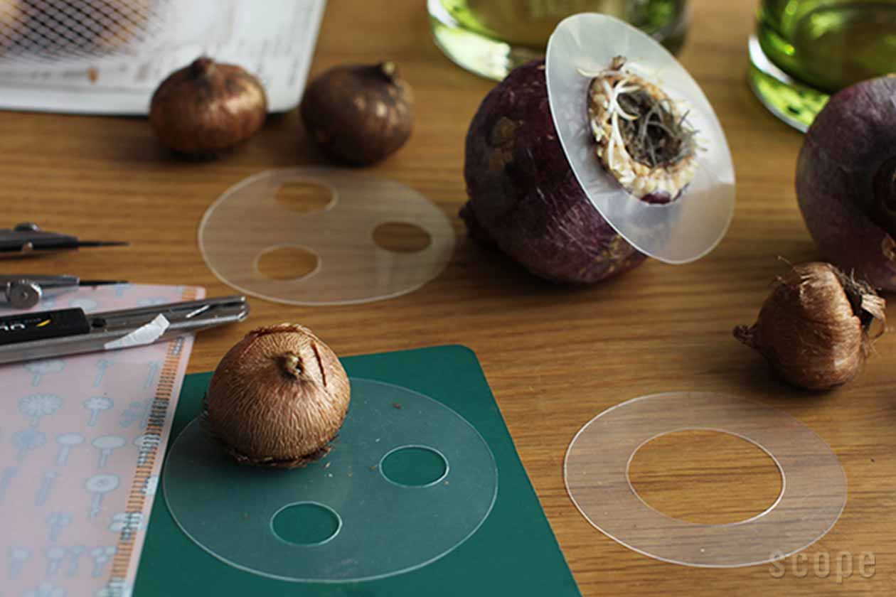 販売終了】Celebrate | Holmegaard (ホルムガード)