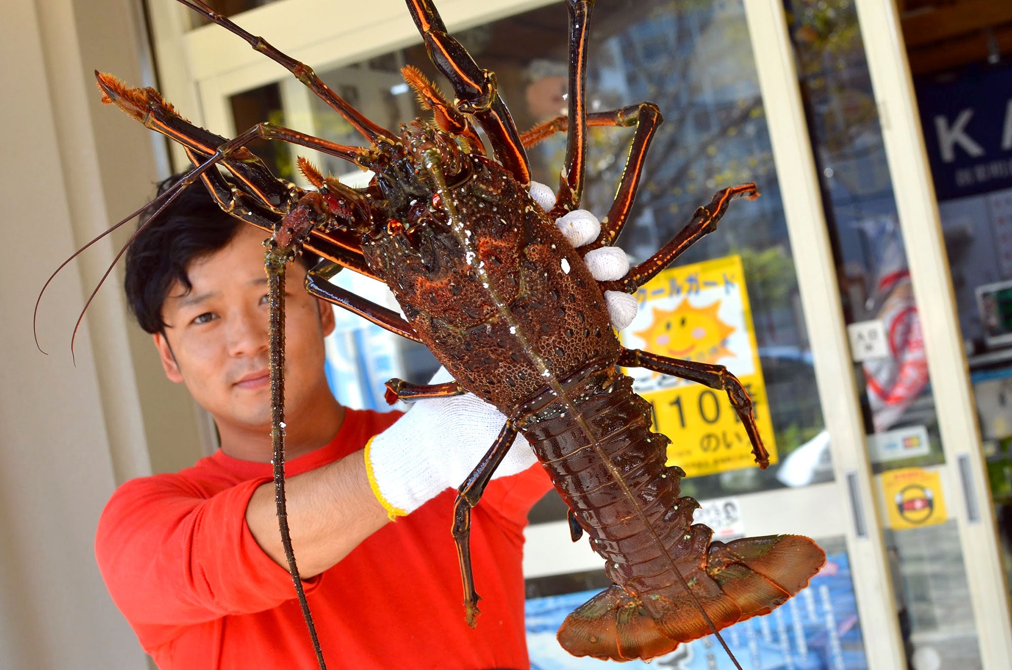 シマイセエビ 剥製 特大サイズ 【公式通販】