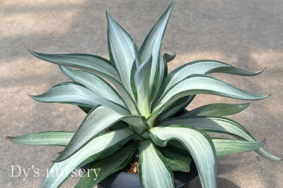 アガベの種類を紹介します | AONOKI【沖縄最大の観葉植物生産者】