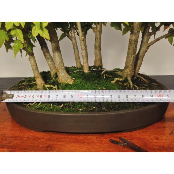 楓（カエデ） 中品盆栽 寄せ植え9幹 樹高40cm [HK0060] /【Buyee】