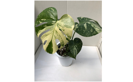 モンステラ デリシオーサ タイコンステレーション 6号鉢 | 茨城県常総