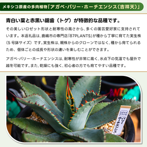 鹿嶋市産 実生アガベ・パリー ホーチエンシス（吉祥天）5号鉢【アガベ