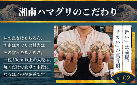 はまぐり LLサイズ 1.4kg 貝 【湘南はまぐり 蛤】 | 神奈川県藤沢市