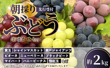 先行受付】久和田農園の朝採り ぶどう 詰め合わせ 2kg 葡萄 ブドウ