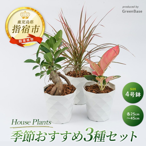 2026年3月中旬～発送【観葉植物】季節おすすめ3種セット4号鉢×3 Green