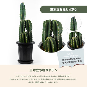 2026年3月上旬～発送【観葉植物】三本立ち柱サボテン 60cm～80cm Green
