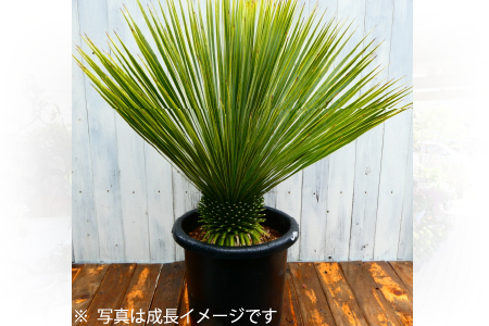 ドライガーデンで人気】ユッカ・ロストラータ（ユッカ ドライガーデン