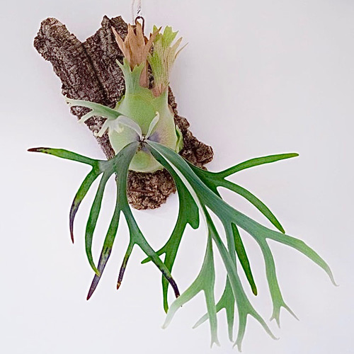 ウィリンキー 幼苗 群生 ビカクシダ 観葉植物 インテリアグリーン