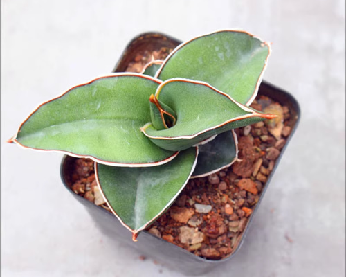 サンスベリア ロリダ 斑入り アガベ ユーフォルビア エケベリア 激レア