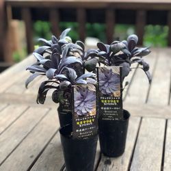 葉牡丹 「ブラックサファイア」寄せ植え ハンギング シルバーパープル