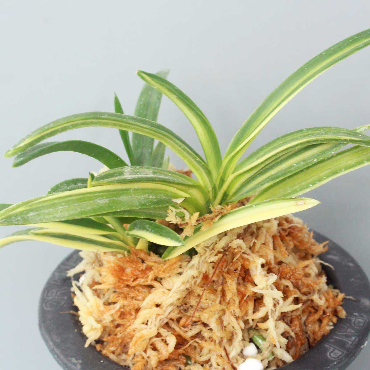 富貴蘭 - 「中越植物園オンラインショップ」